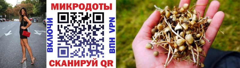 Галлюциногенные грибы Psilocybine cubensis  Каменка 